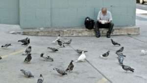 Did you know it's against the law to feed pigeons on the roads of San Francisco?