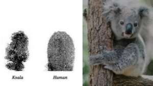 Koalas' fingerprints are nearly indistinguishable from humans.